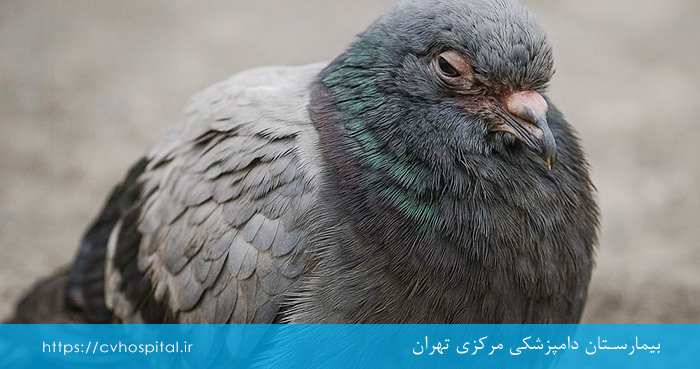 مشکل دفع فضولات شل در پرنده