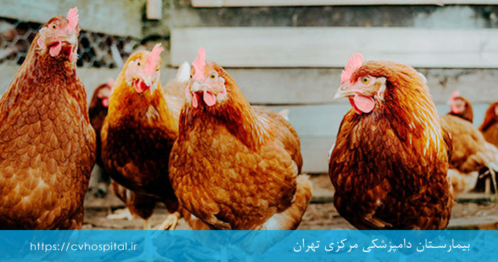 پیشگیری از بیماری نیوکاسل