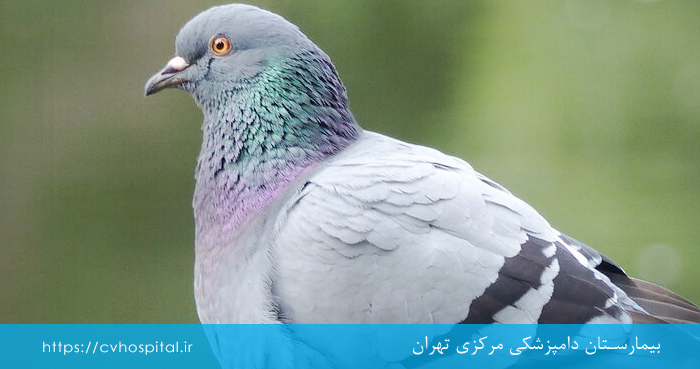 علت اسهال در پرنده