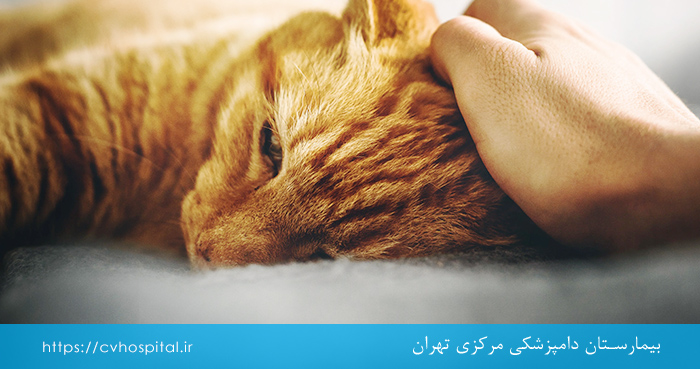 پیشگیری از هرپس گرفتن گربه