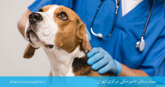 پیشگیری از کرم زدن قلب سگ