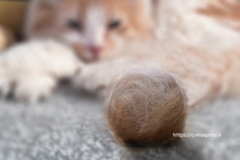 گلوله مویی در گربه