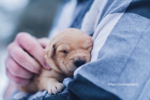 dog pregnancy length stages