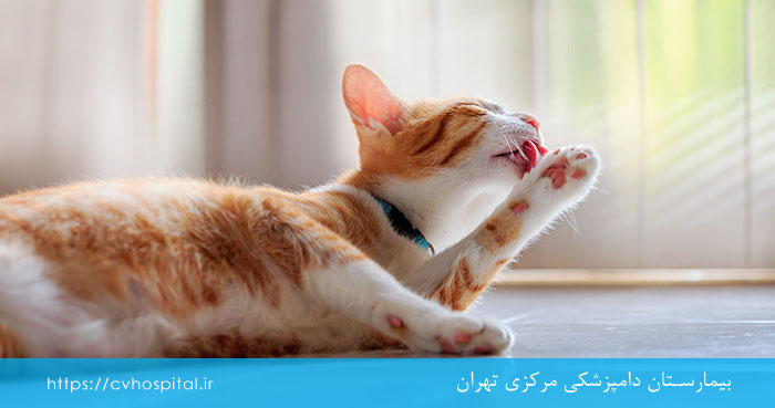 علت ایجاد گلوله مویی در گربه