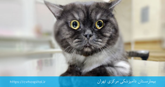 افتراق بیماری گلوله مو از سایر مشکلات گوارشی در گربه