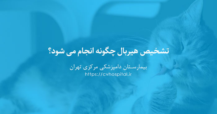 تشخیص مشکل تجمع گلوله مو در شکم گربه