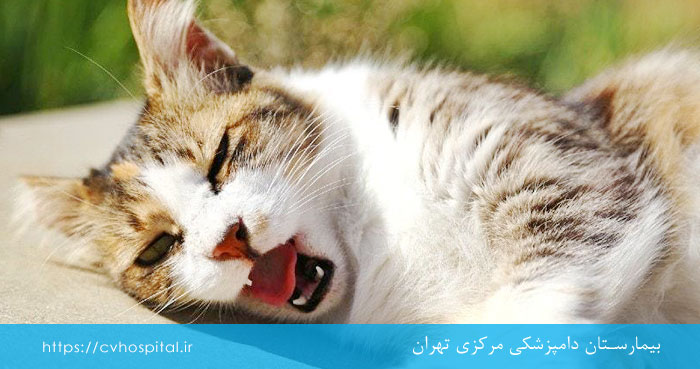 هیربال گربه چطور درمان می شود؟