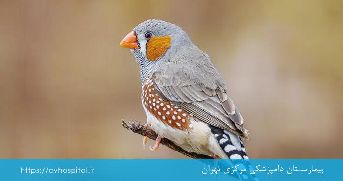 راه های درمان اسهال پرنده