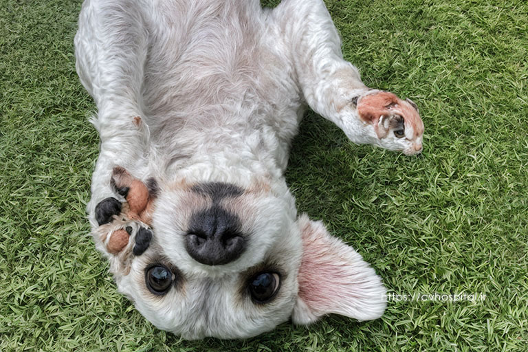 infectious hepatitis in dogs symptoms