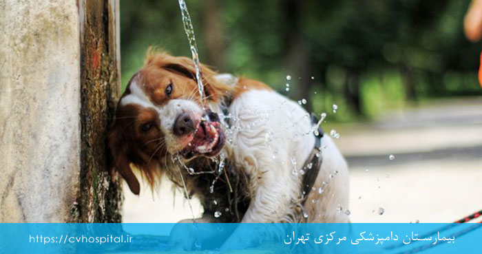 گرمازدگی سگ