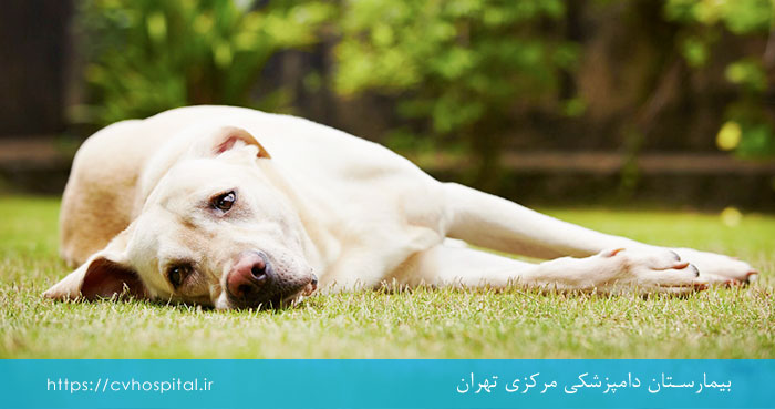 گرمازدگی سگ