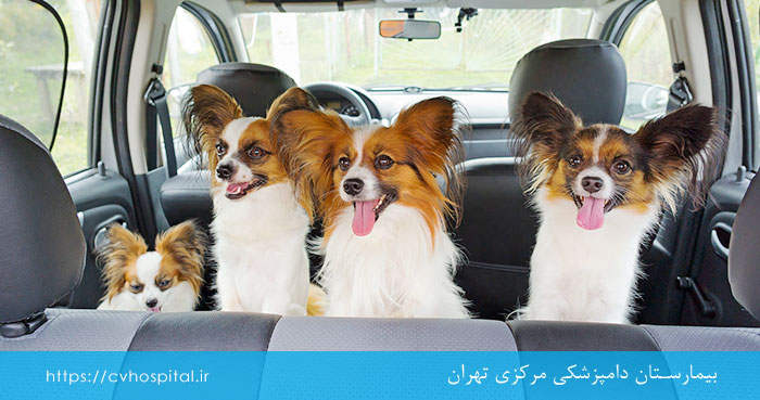 علل گرمازدگی سگ