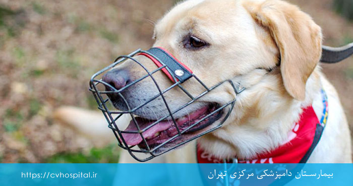 گرمازدگی در سگ ها