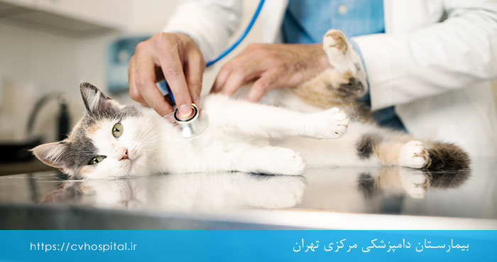 Diagnosis of inflammatory bowel disease in cats