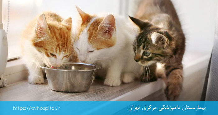 Suitable food for inflammatory bowel disease in cats