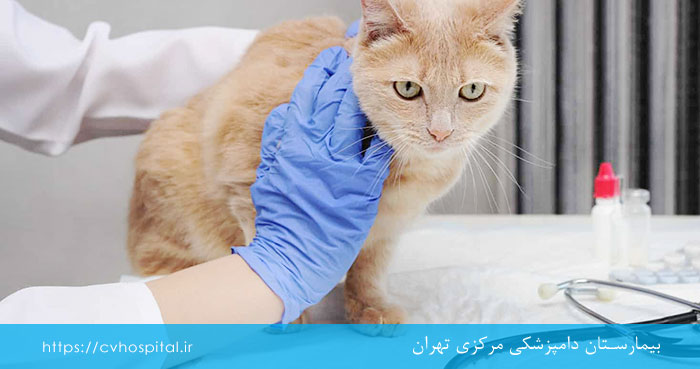 Treatment of cats with inflammatory bowel disease