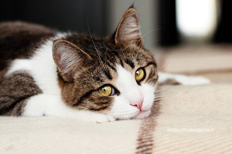 بیماری التهابی روده در گربه