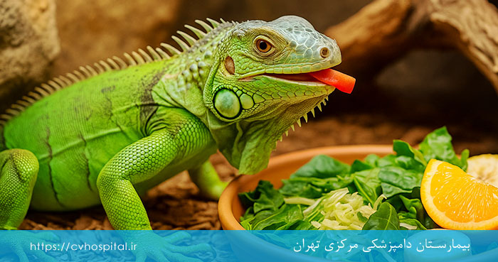 رژیم غذایی ایگوانا