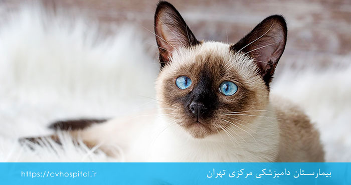 نژاد گربه بیرمن