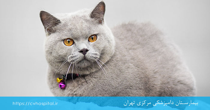 نژاد گربه بریتیش مو کوتاه