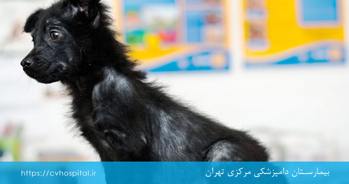 دلایل جرب سگ