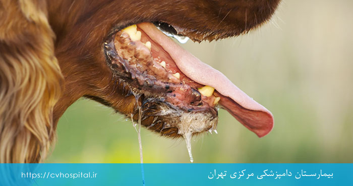 مراحل بیماری هاری