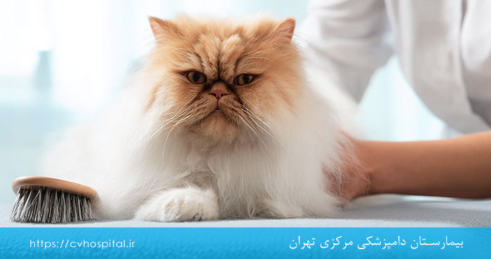 ریزش موی گربه ها