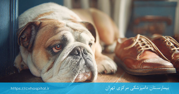 علائم افسردگی در سگ