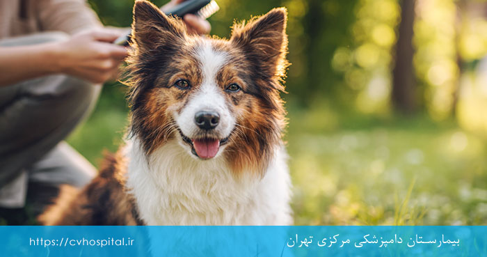 کک و کنه در سگ چیست؟