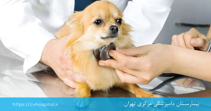 تشخیص کلاپس نای سگ