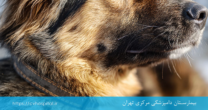 بیماری های ناشی از کک و کنه در سگ
