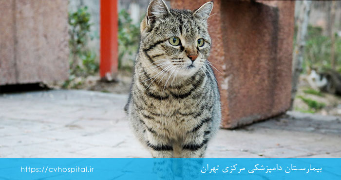 نژاد گربه خیابانی