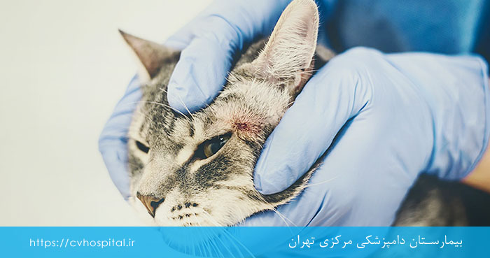 علائم قارچ پوستی گربه