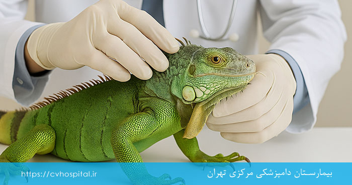 نیازهای غذایی ایگوانا