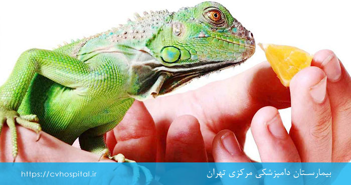 میوه برای ایگوانا