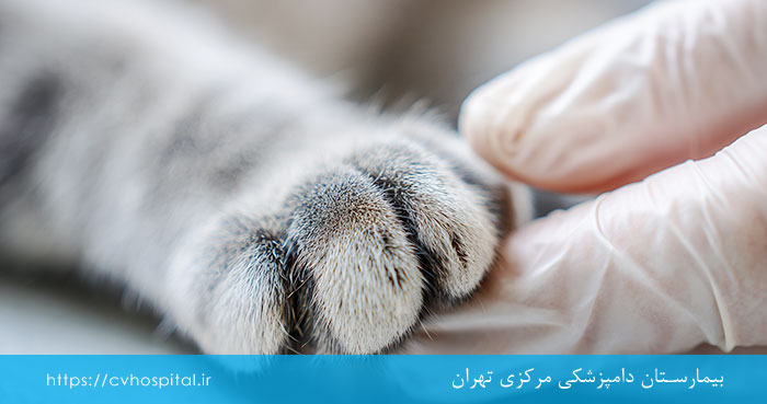 خراش پوست گربه