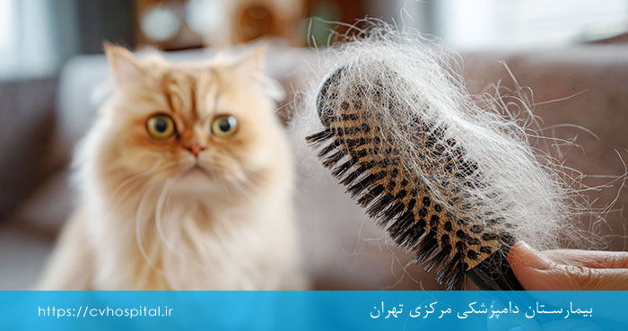 کنترل ریزش موی گربه