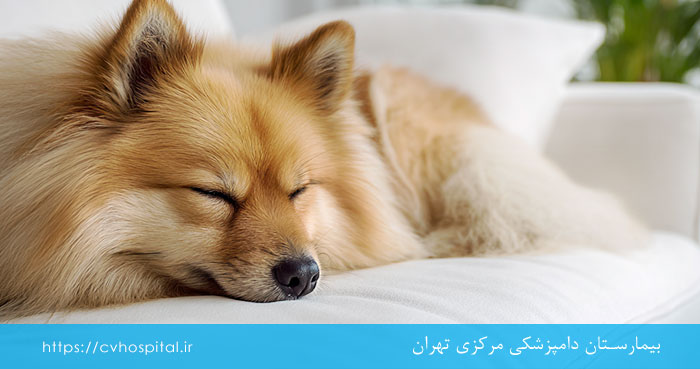 پیشگیری از خواب زیاد سگ