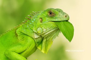 غذای ایگوانا