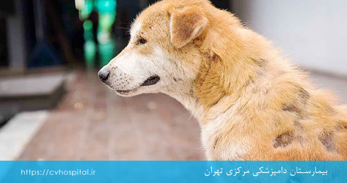 سرایت جرب