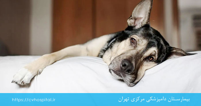 اصلاح سبک زندگی سگ برای کنترل علائم کلاپس نای
