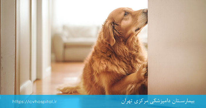 دلایل افسردگی سگ و گربه