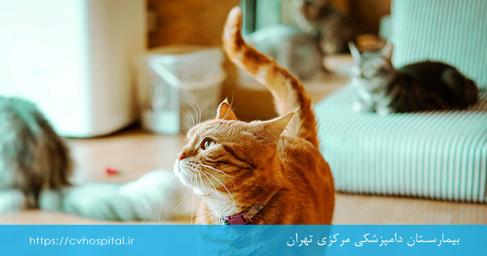 روش تشخیص قارچ پوستی گربه
