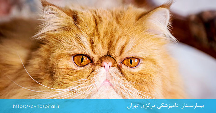 نژاد گربه پرشین
