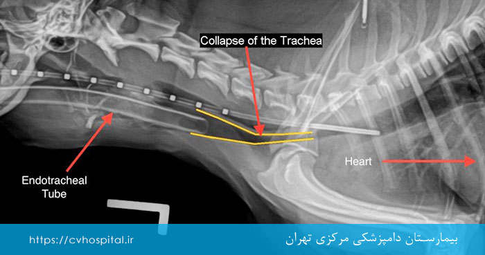 بررسی وضعین نای سگ پس از جراحی