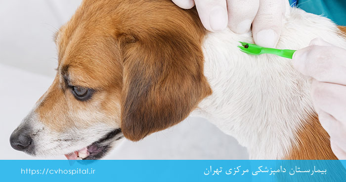 پیشگیری از لایم سگ
