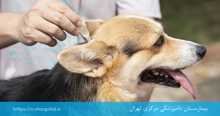پیشگیری از کک و کنه در سگ