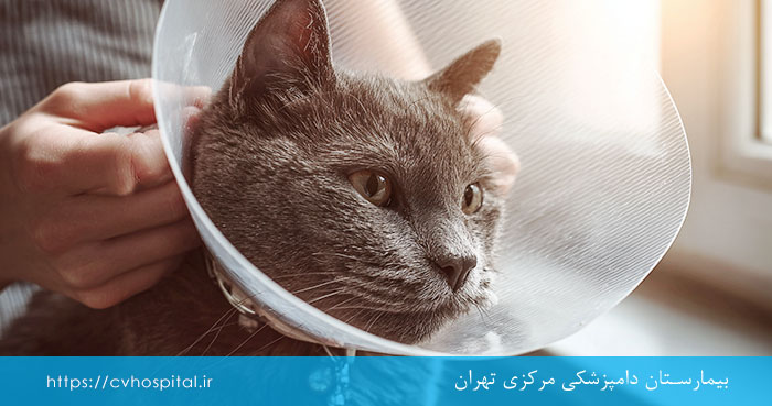 پیشگیری از قارچ پوستی گربه