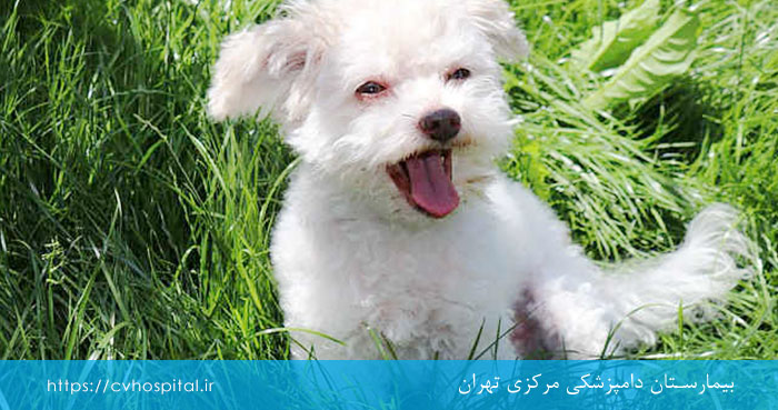 پیش آگهی بیماری کلاپس نای سگ