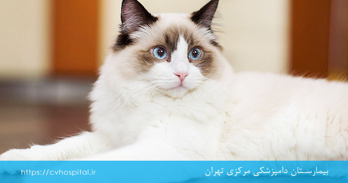 نژاد گربه رگدال
